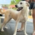 Bembeyaz labrador mix yuva arıyor fotoğraf