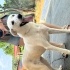 Bembeyaz labrador mix yuva arıyor fotoğraf