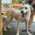Bembeyaz labrador mix yuva arıyor fotoğraf
