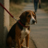Beagle av yapamadı diye barınağa terkedildi fotoğraf