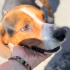 Beagle av yapamadı diye barınağa terkedildi fotoğraf