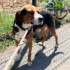 Beagle av yapamadı diye barınağa terkedildi fotoğraf