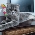 Oğlumuz Umut yeni yuvasını arıyor