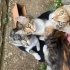 yavru 3 prensese yuva arıyorumm fotoğraf