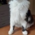 Dünyanın en tatlı kedisi fotoğraf