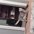 tam bir ev kedisi fotoğraf