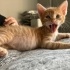 SARMAN ÜÇ KARDEŞ  TATLIŞ KEDİLER fotoğraf