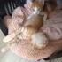 SARMAN ÜÇ KARDEŞ  TATLIŞ KEDİLER fotoğraf
