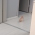 SARMAN ÜÇ KARDEŞ  TATLIŞ KEDİLER fotoğraf
