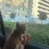 SARMAN ÜÇ KARDEŞ  TATLIŞ KEDİLER fotoğraf