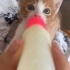 SARMAN ÜÇ KARDEŞ  TATLIŞ KEDİLER fotoğraf