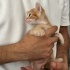 SARMAN ÜÇ KARDEŞ  TATLIŞ KEDİLER fotoğraf
