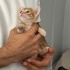 SARMAN ÜÇ KARDEŞ  TATLIŞ KEDİLER fotoğraf