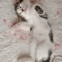 Uysal ve oyuncu kardeşler yuva arıyor 🐾 fotoğraf