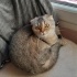 Scottish Fold /Siyam/Patiska /Ücretsiz /Aşıları Tam