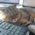 Scottish Fold /Siyam/Patiska /Ücretsiz /Aşıları Tam fotoğraf