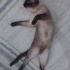 Scottish Fold /Siyam/Patiska /Ücretsiz /Aşıları Tam fotoğraf