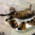 Scottish Fold /Siyam/Patiska /Ücretsiz /Aşıları Tam fotoğraf