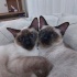 Scottish Fold /Siyam/Patiska /Ücretsiz /Aşıları Tam fotoğraf