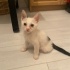 Ben pamuk evinize gelneyi heyecanla bekliyorum fotoğraf