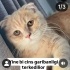 Ücretsiz sahiplenme pofidik Scottish kedi acil yuva fotoğraf