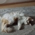 2.5 yaşında kaybolan kedi fotoğraf