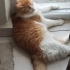 2.5 yaşında kaybolan kedi fotoğraf