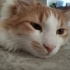 2.5 yaşında kaybolan kedi fotoğraf