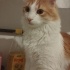 2.5 yaşında kaybolan kedi fotoğraf