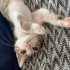 BULUNDUĞUNDA ÖLMEK ÜZEREYDİ HAYATA TUTUNDU ŞİMDİ BİR EVE İHTİYACI VAR✨🥹🐱