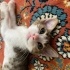 BULUNDUĞUNDA ÖLMEK ÜZEREYDİ HAYATA TUTUNDU ŞİMDİ BİR EVE İHTİYACI VAR✨🥹🐱 fotoğraf