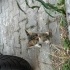 Gözü Görmeyen Minik Kedi