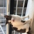 Çok uysal bir kedi fotoğraf