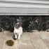 Çok uysal bir kedi fotoğraf