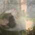 Çok uysal bir kedi fotoğraf