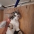 Tatlı Bebek Yuva Arıyor fotoğraf