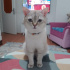 Boncuk gözlü BULUT çok uysal fotoğraf