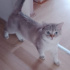 Boncuk gözlü BULUT çok uysal fotoğraf