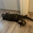 Kısır kızım karamel yuva arıyor fotoğraf