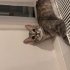 ENGELLİ YAVRU KEDİ fotoğraf