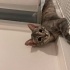 Sağ Ön Bacağı Yok Yavru Kedi fotoğraf