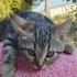 British Shorthair yavrusu Zeytin fotoğraf