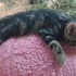 British Shorthair yavrusu Zeytin fotoğraf