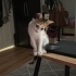 4 Aylık kedi sahiplendirme