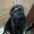 British 2 yaşında kısır kedi fotoğraf