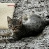 2.5 aylık sağlıklı dişi kedi yuvasını arıyor fotoğraf