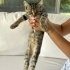 2.5 aylık sağlıklı dişi kedi yuvasını arıyor fotoğraf