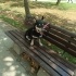 Pekmez yuva arıyor fotoğraf