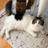 KISIR VE AŞILARI TAM KEDİME YUVA ARIYORUM. fotoğraf