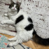 KISIR VE AŞILARI TAM KEDİME YUVA ARIYORUM. fotoğraf